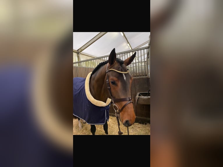 Hanovrien Hongre 6 Ans 173 cm Bai brun in Bruchk&#xF6;bel
