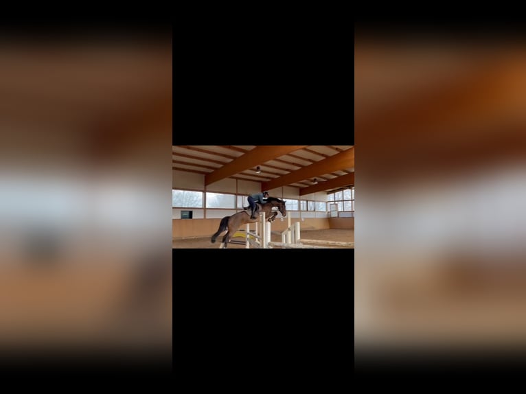 Hanovrien Hongre 6 Ans 173 cm Bai brun in Bruchk&#xF6;bel