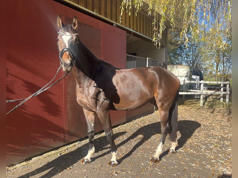 Hanovrien Hongre 6 Ans 173 cm Bai in Hechingen