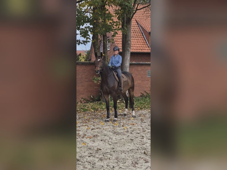 Hanovrien Hongre 6 Ans 173 cm Bai in Wunstorf