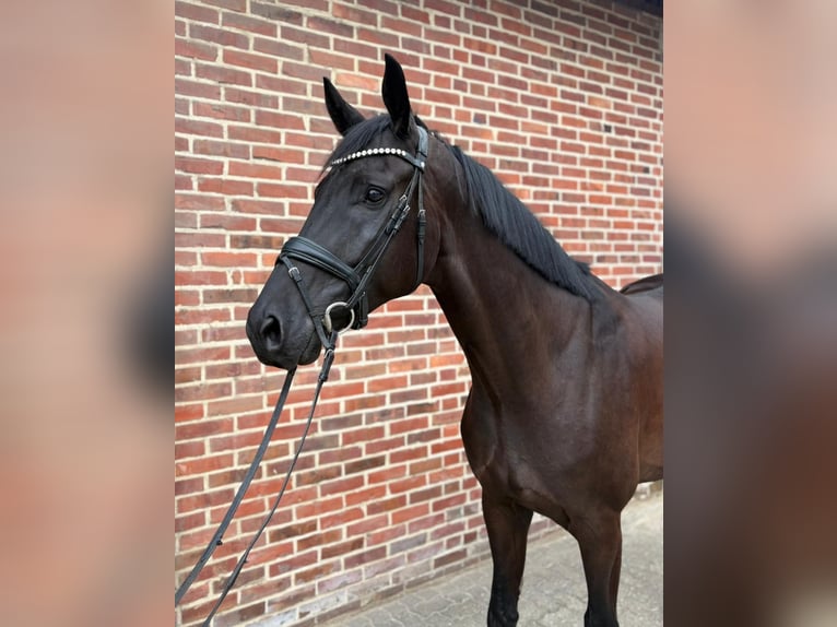 Hanovrien Hongre 6 Ans 173 cm Noir in Rhede