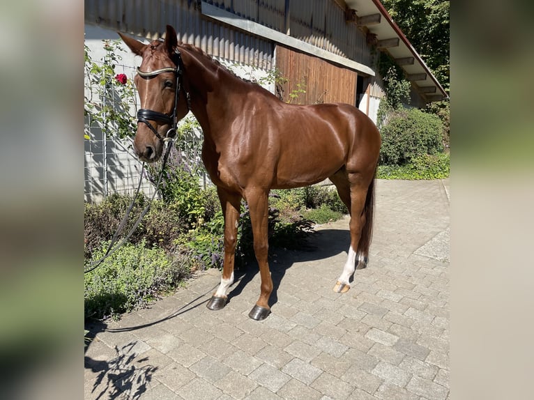 Hanovrien Hongre 6 Ans 174 cm Alezan in Epfendorf