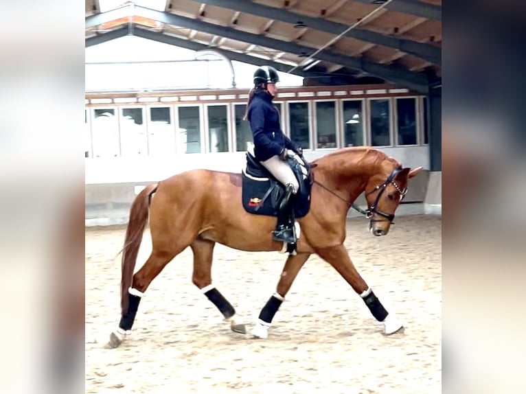 Hanovrien Hongre 6 Ans 174 cm Alezan in Korntal-Münchingen