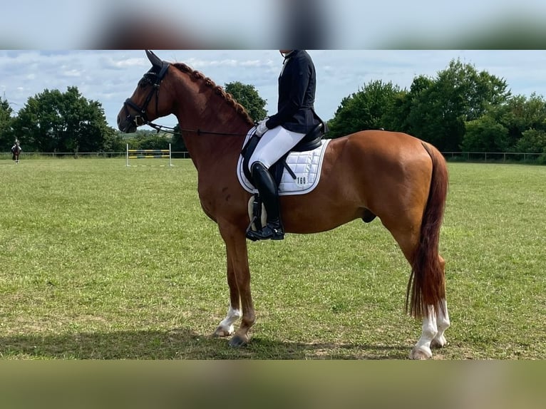 Hanovrien Hongre 6 Ans 174 cm Alezan in Korntal-Münchingen