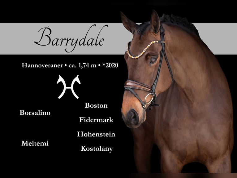 Hanovrien Hongre 6 Ans 174 cm Bai brun in Wehringen