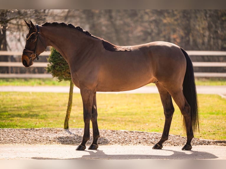 Hanovrien Hongre 6 Ans 174 cm Bai brun in Wehringen