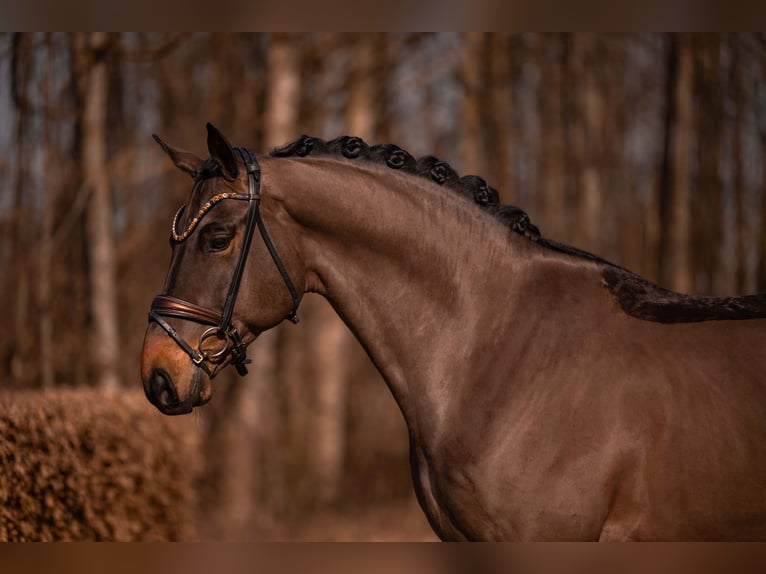 Hanovrien Hongre 6 Ans 174 cm Bai brun in Wehringen
