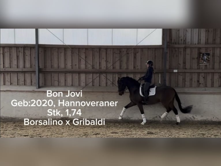 Hanovrien Hongre 6 Ans 174 cm Bai brun in Rosenheim