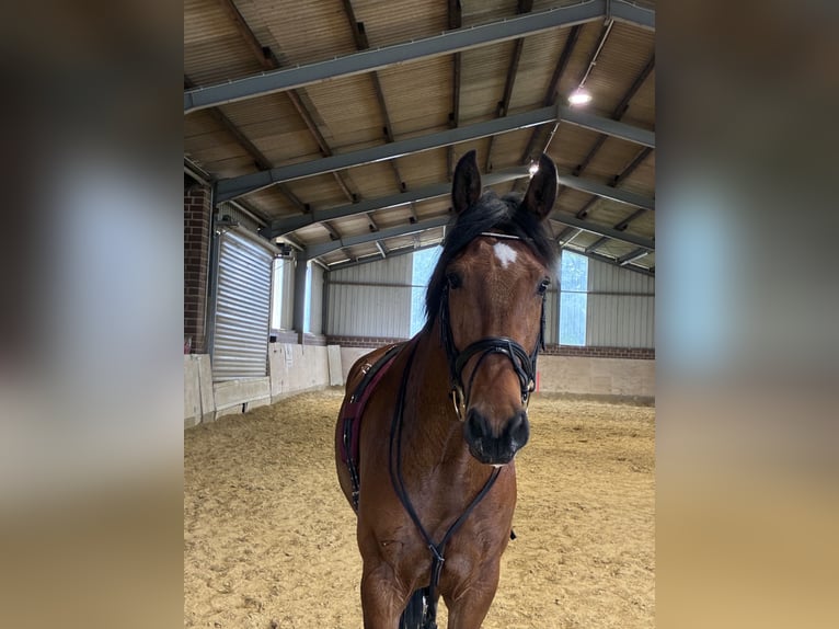 Hanovrien Hongre 6 Ans 174 cm Bai in Willich