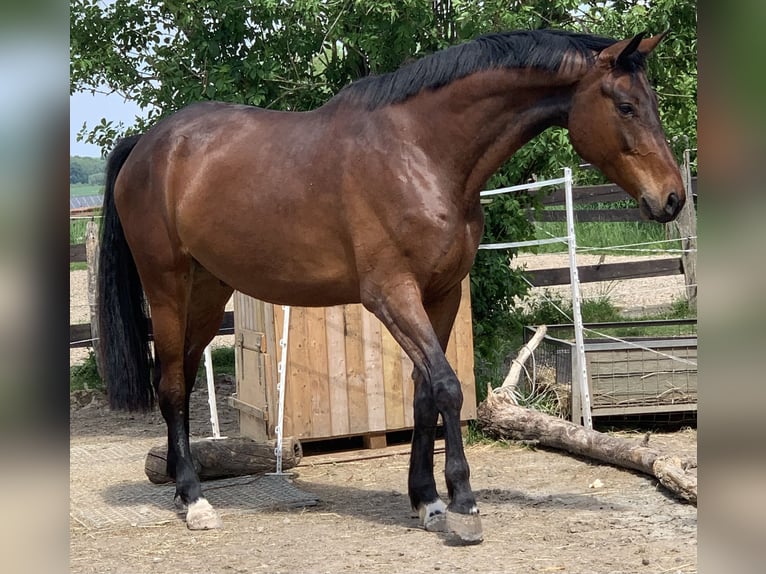 Hanovrien Hongre 6 Ans 174 cm Bai in Kassel