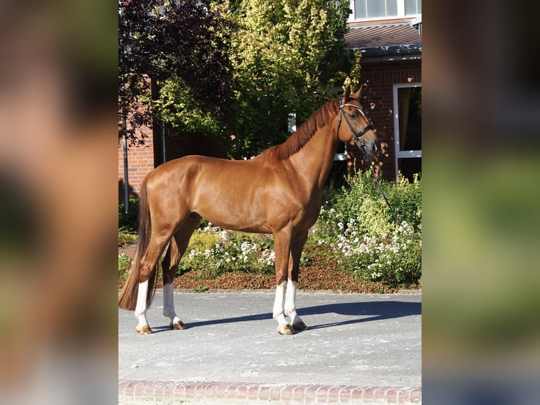 Hanovrien Hongre 6 Ans 175 cm Alezan in Krummhörn Upleward