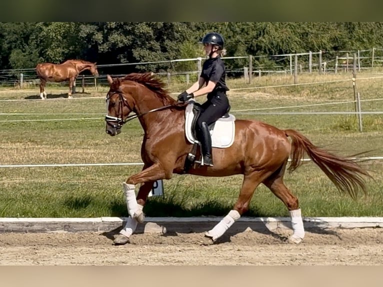Hanovrien Hongre 6 Ans 175 cm Alezan in Oberkrämer