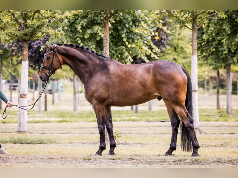 Hanovrien Hongre 6 Ans 175 cm Bai in Bad Zwischenahn