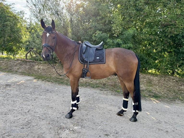 Hanovrien Hongre 6 Ans 175 cm Bai in Grevenbroich