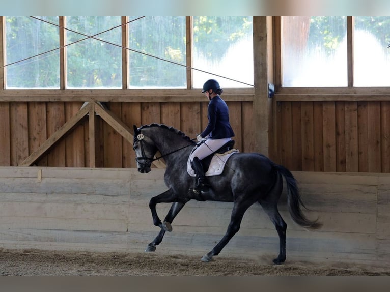Hanovrien Hongre 6 Ans 175 cm Gris pommelé in Bad Wörishofen