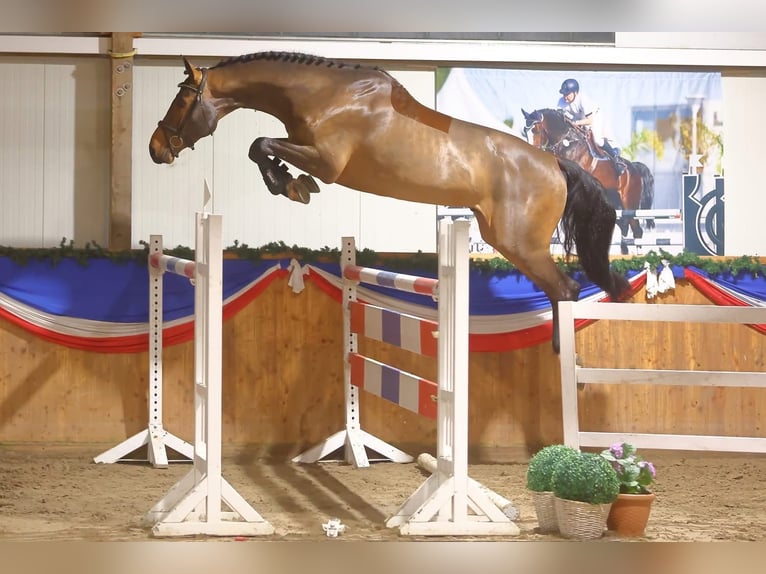 Hanovrien Hongre 6 Ans 176 cm Bai in ThedinghausenThedinghausen