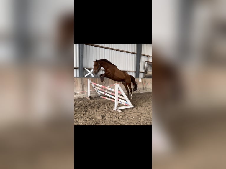 Hanovrien Hongre 6 Ans 177 cm Alezan in Hagen im Bremischen