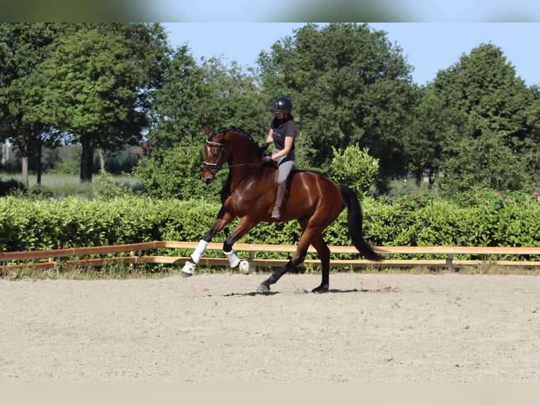 Hanovrien Hongre 6 Ans 177 cm Bai in Reeßum