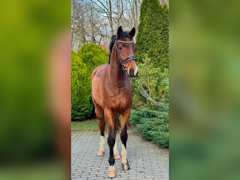 Hanovrien Hongre 6 Ans 177 cm in Timmendorfer Strand