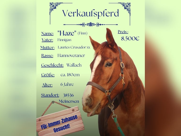 Hanovrien Hongre 6 Ans 178 cm Alezan in Meinersen