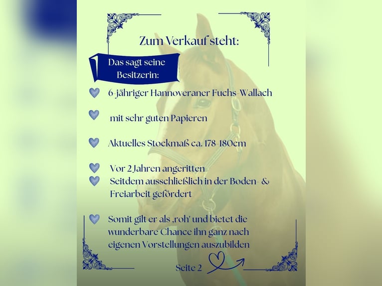 Hanovrien Hongre 6 Ans 178 cm Alezan in Meinersen