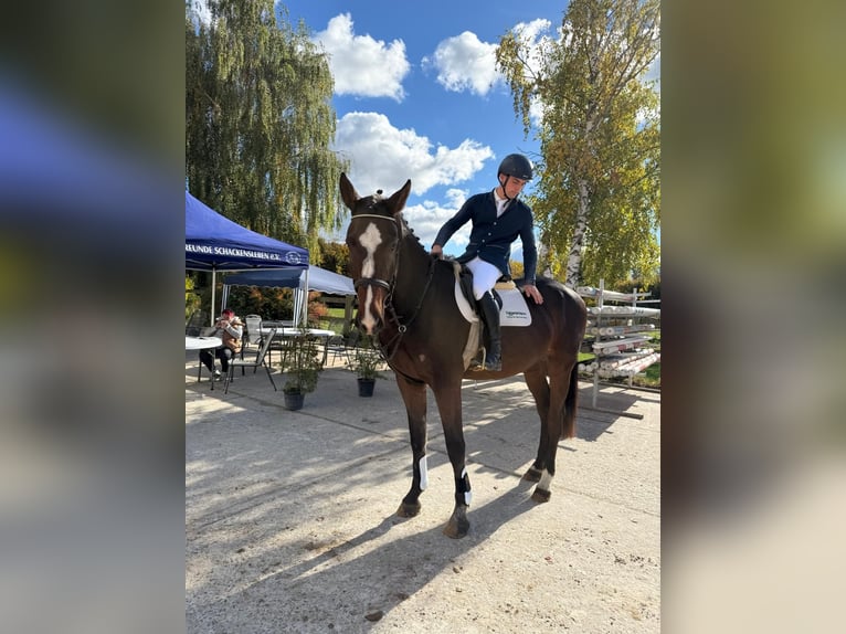 Hanovrien Hongre 6 Ans 178 cm Bai brun in Hohe Börde