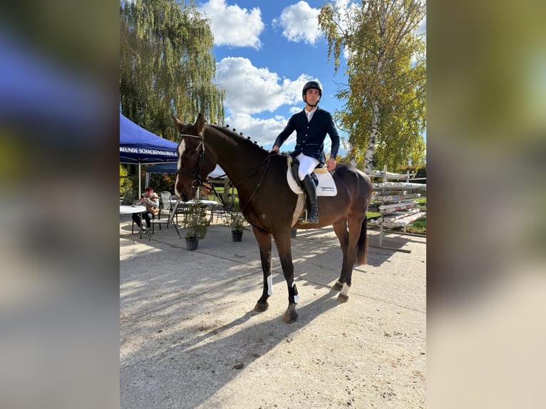 Hanovrien Hongre 6 Ans 178 cm Bai brun in Hohe Börde