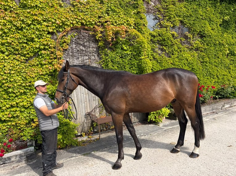 Hanovrien Hongre 6 Ans 178 cm Bai brun in Hohe Börde