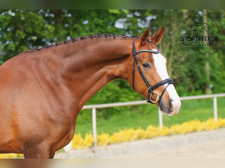 Hanovrien Hongre 6 Ans 180 cm Alezan brûlé in Versmold