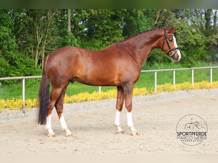 Hanovrien Hongre 6 Ans 180 cm Alezan brûlé in Versmold