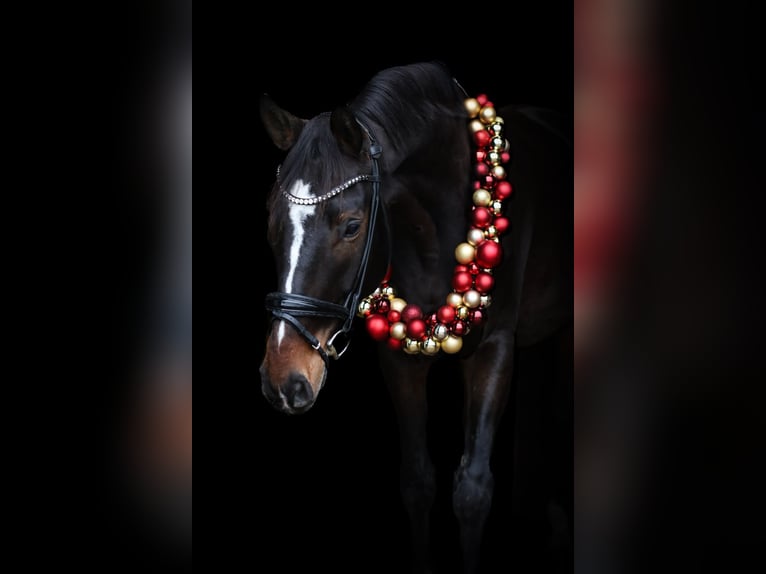 Hanovrien Hongre 6 Ans 180 cm Bai in Wedemark