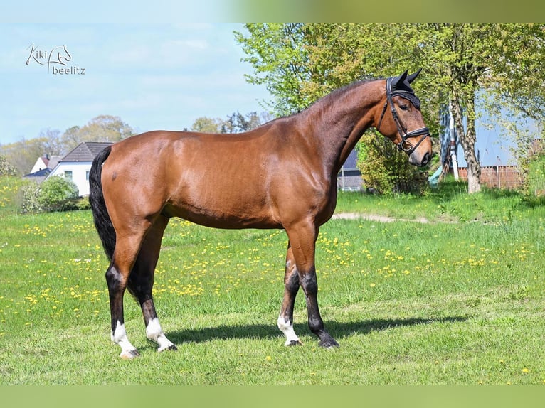 Hanovrien Hongre 6 Ans 180 cm Bai in Bremen