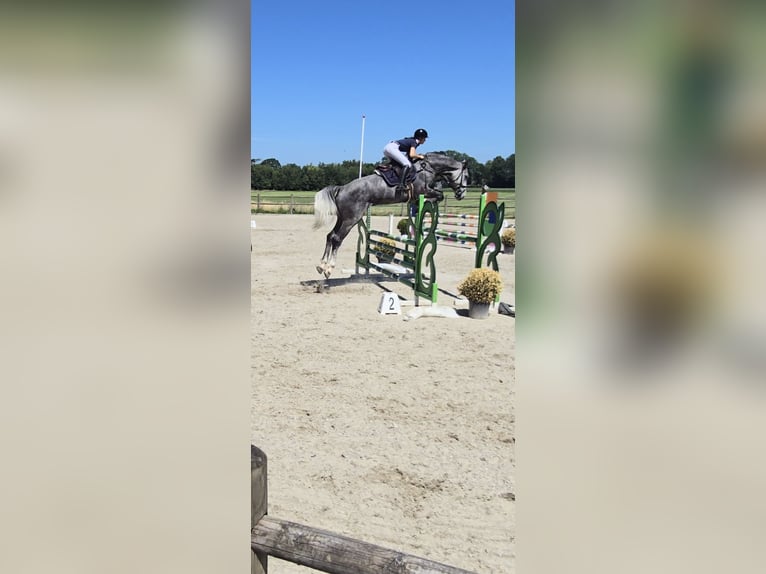 Hanovrien Hongre 6 Ans 180 cm Gris pommelé in Altenberge