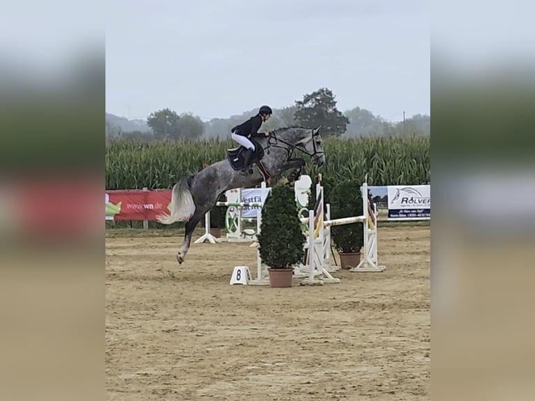 Hanovrien Hongre 6 Ans 180 cm Gris pommelé in Altenberge