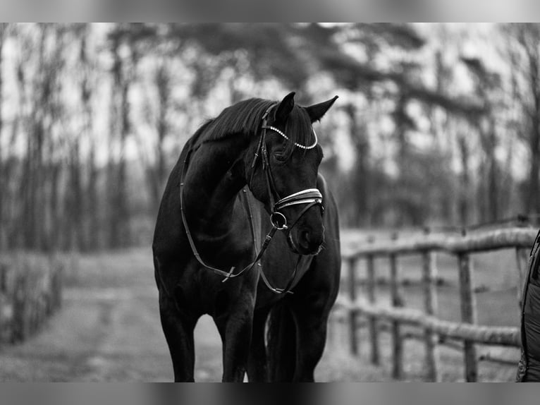 Hanovrien Hongre 6 Ans 180 cm Noir in Bad Segeberg