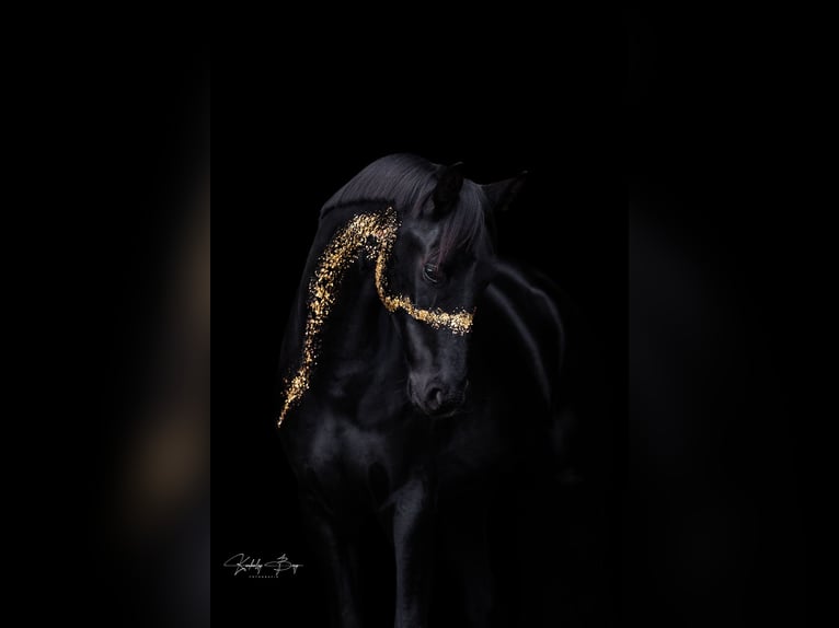 Hanovrien Hongre 6 Ans 180 cm Noir in Bad Segeberg