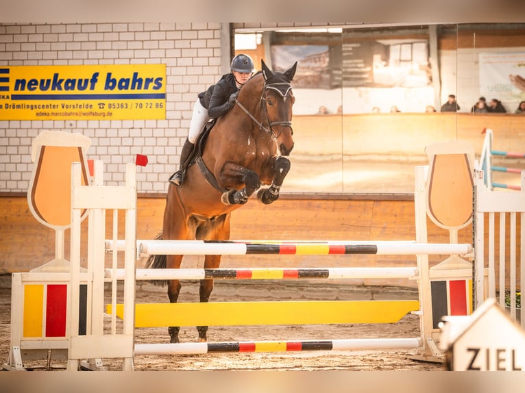 Hanovrien Hongre 6 Ans 182 cm Bai in Kl&#xF6;tze