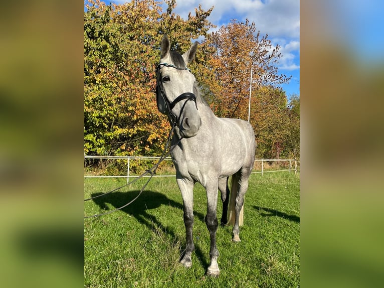 Hanovrien Hongre 6 Ans 185 cm Gris in Heringen