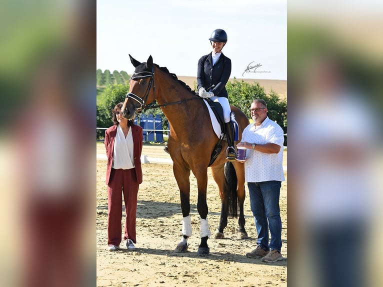 Hanovrien Croisé Hongre 6 Ans 189 cm Bai in Hergenfeld