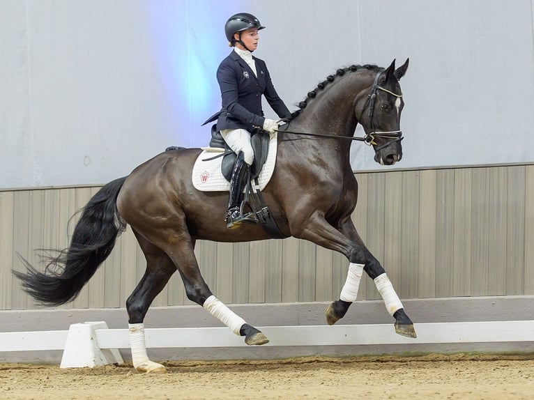 Hanovrien Hongre 6 Ans in Münster-Handorf