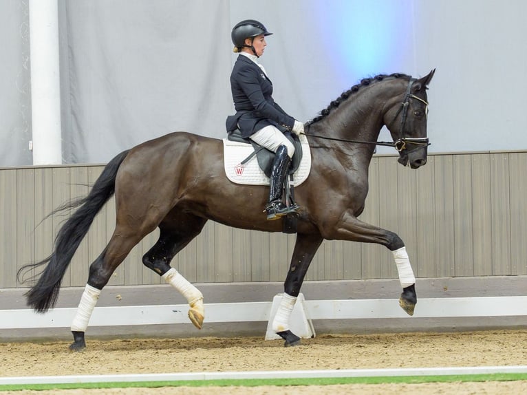Hanovrien Hongre 6 Ans Noir in Münster-Handorf