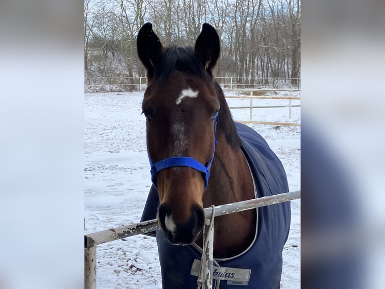 Hanovrien Hongre 7 Ans 161 cm Bai in Werneuchen