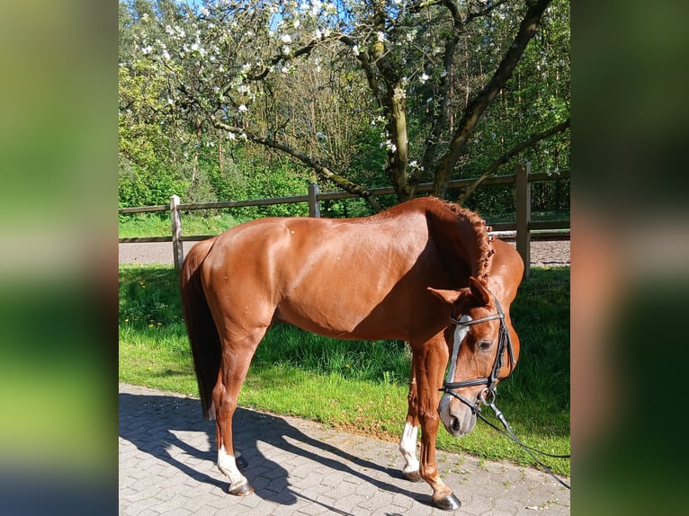 Hanovrien Hongre 7 Ans 164 cm Alezan in Kirchdorf