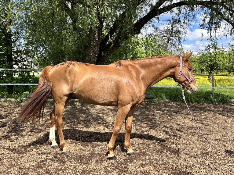Hanovrien Hongre 7 Ans 165 cm Alezan in Schorndorf