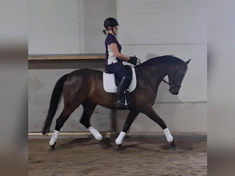 Hanovrien Hongre 7 Ans 165 cm Bai brun in Renswoude