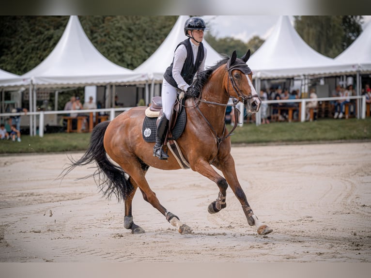 Hanovrien Hongre 7 Ans 165 cm Bai in Wipperfürth