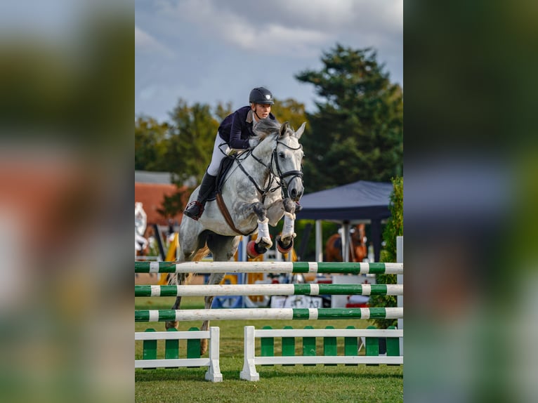 Hanovrien Hongre 7 Ans 165 cm Gris in Vorbeck