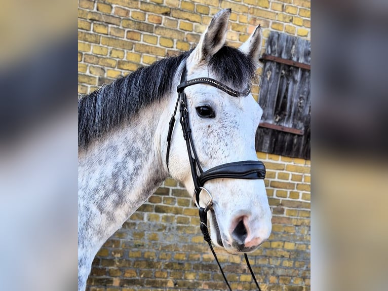 Hanovrien Hongre 7 Ans 165 cm Gris in Potsdam
