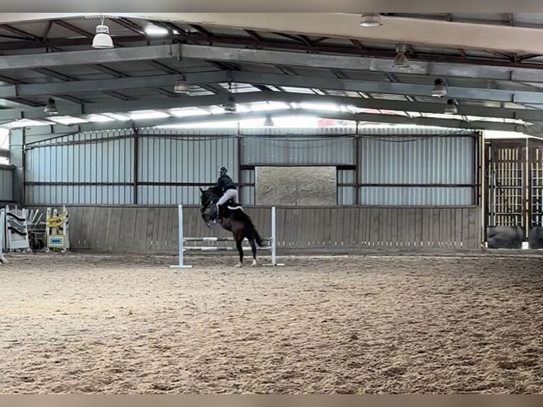 Hanovrien Hongre 7 Ans 166 cm Bai in Schmelz