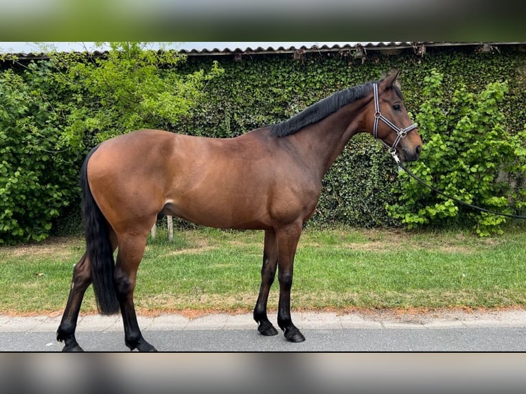 Hanovrien Hongre 7 Ans 166 cm Bai in Bremerv&#xF6;rde